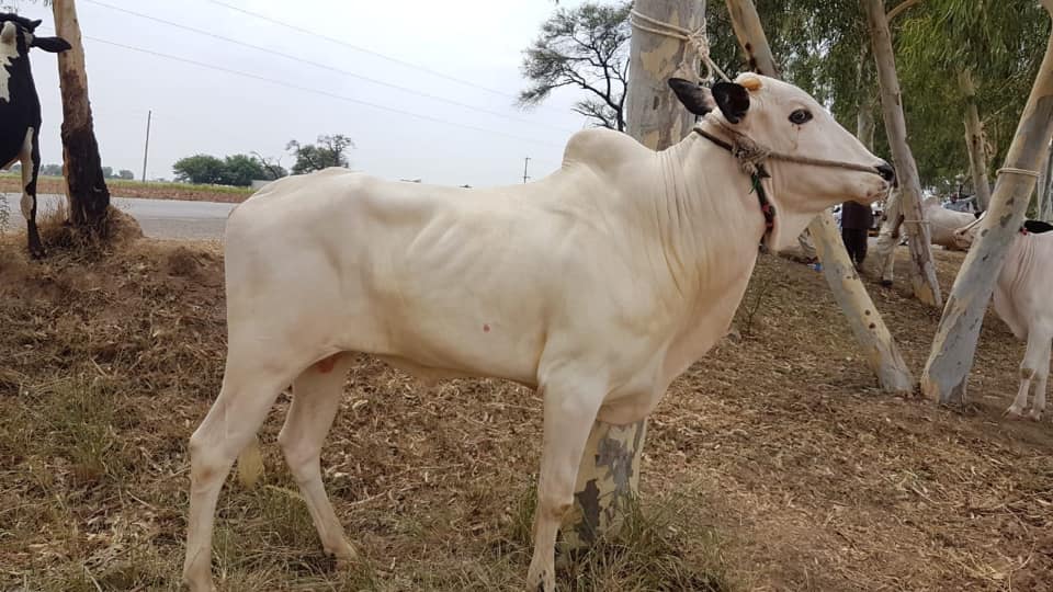 Fateh Jangi cow