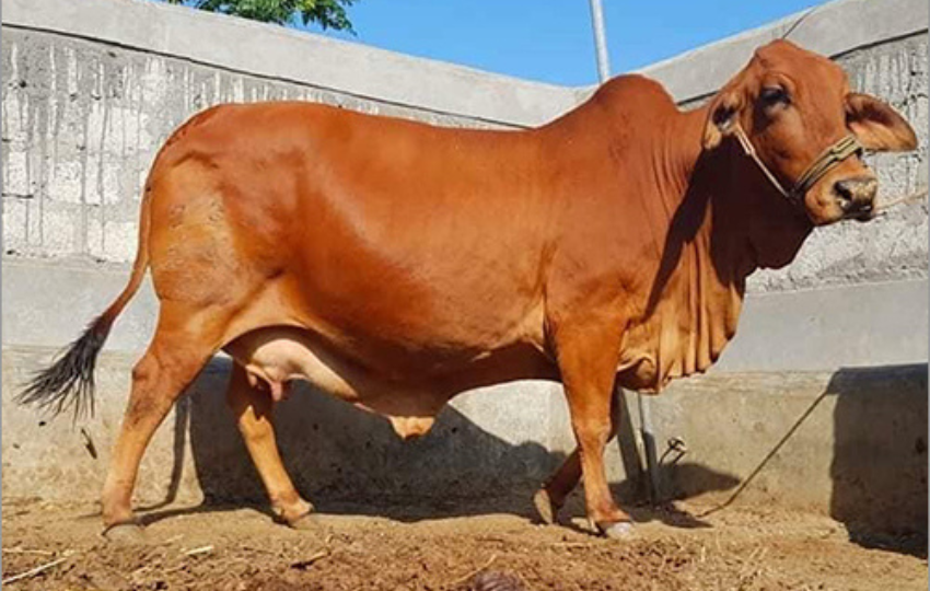 Sahiwal cattle pair