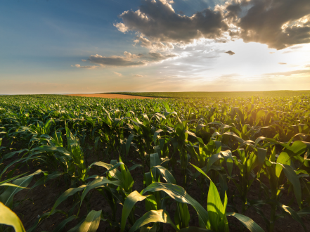 Drone technology in precision agriculture