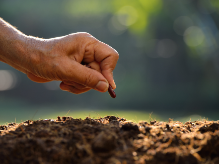 Seed treatment process