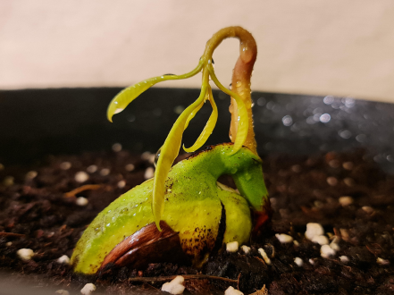 Seed germination technology